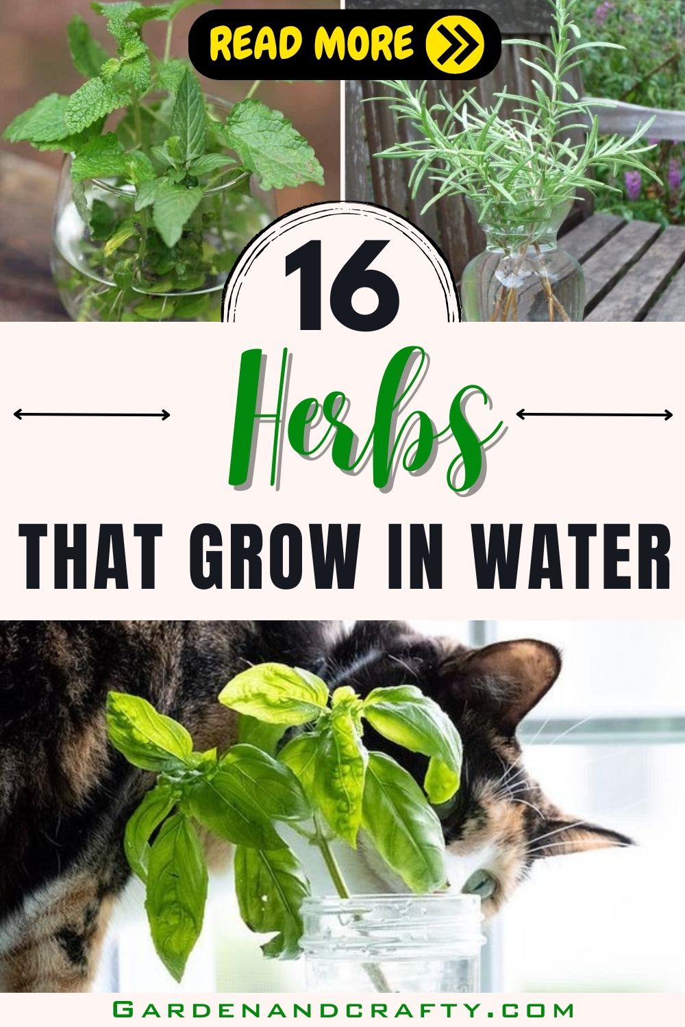 20 Beautiful And Easy Indoor Plants That Can Grow In Water