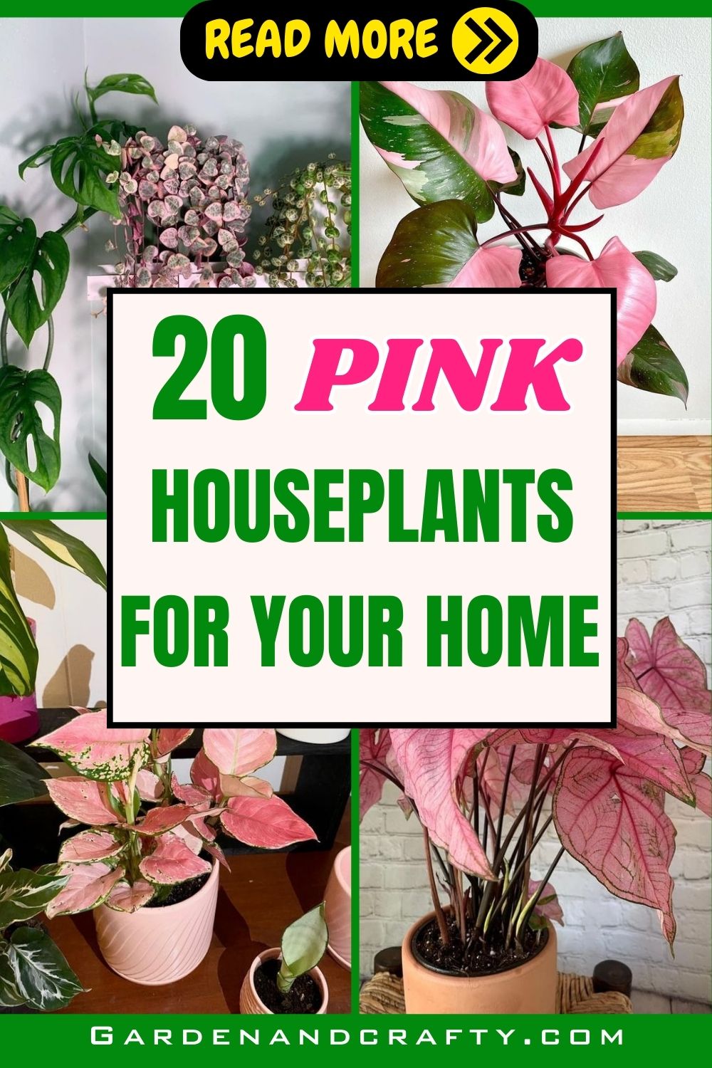 20 Pink Houseplants That Bring Joy And Style To Your Space