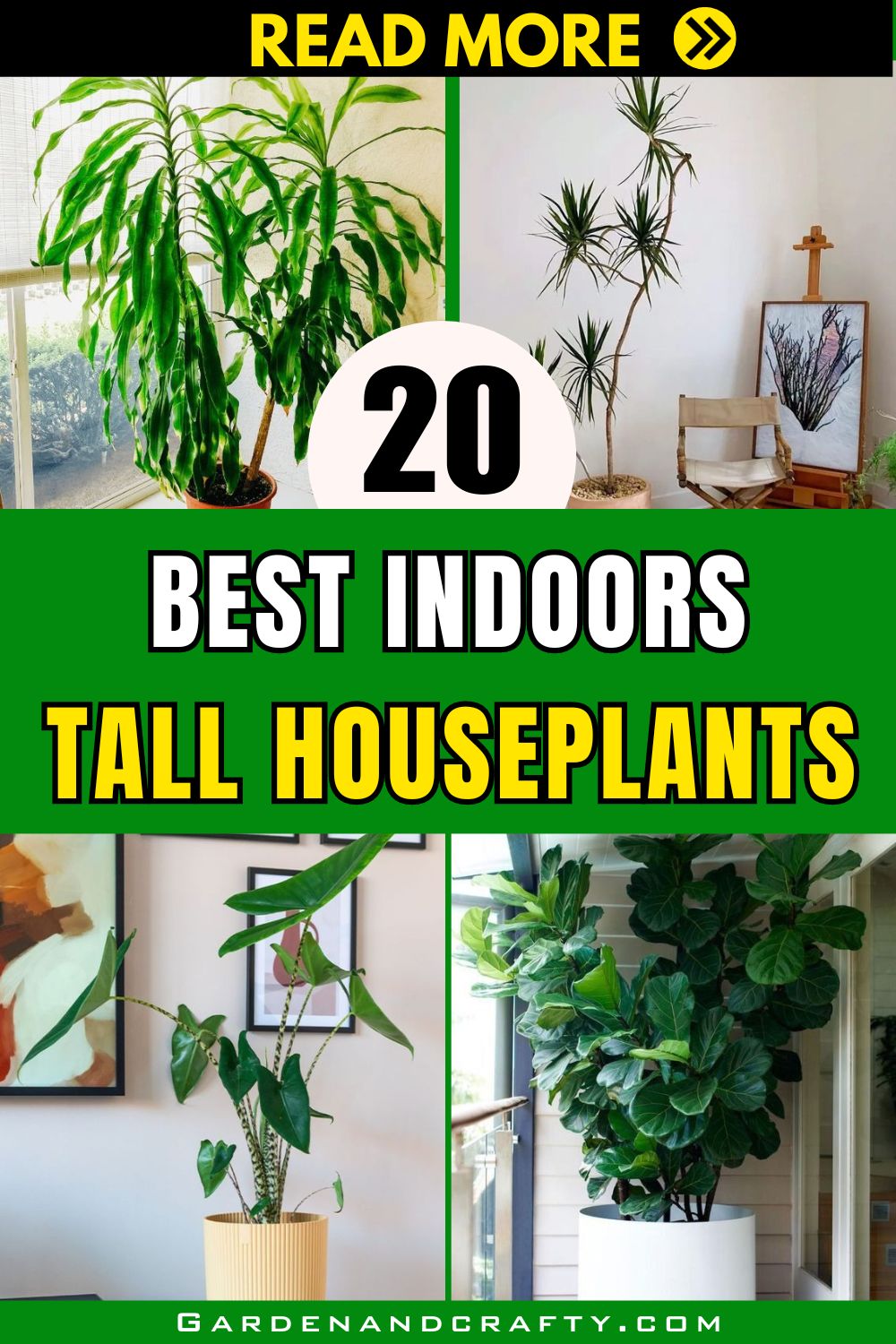 20 Tall Houseplants To Add Some Height And Drama To Your Space