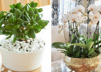 20 Lucky Plants To Create A Positive And Prosperous Environment