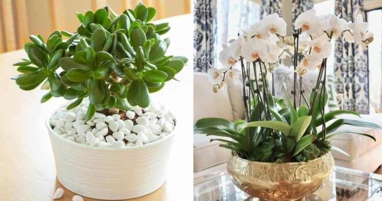 20 Lucky Plants To Create A Positive And Prosperous Environment