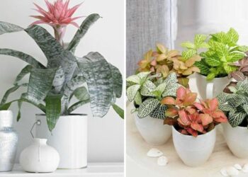 20 Hard-to-kill Houseplants That Need Zero Sunlight To Survive And Thrive