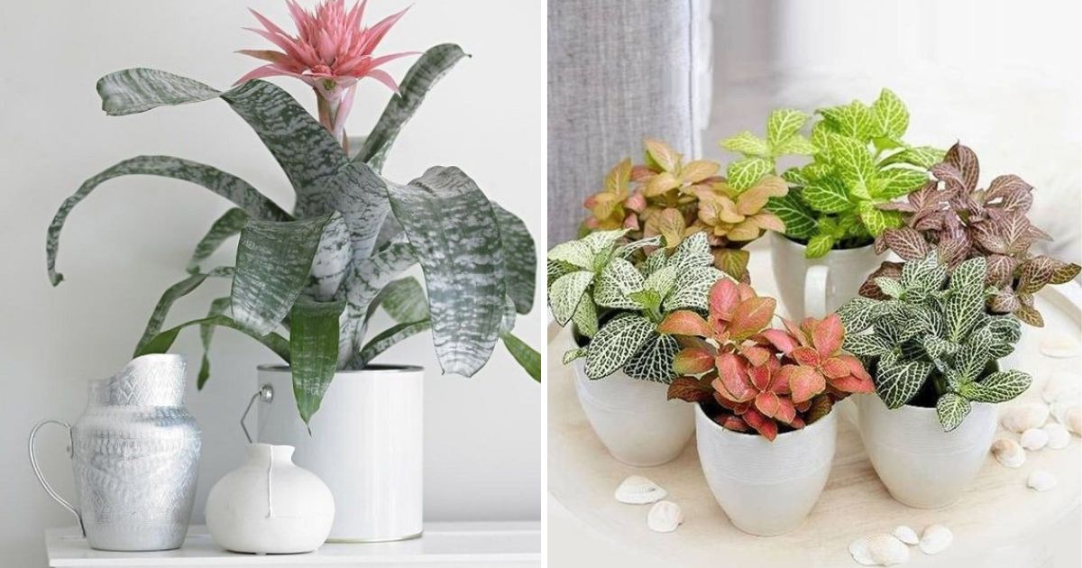 20 Hard-to-kill Houseplants That Need Zero Sunlight To Survive And Thrive