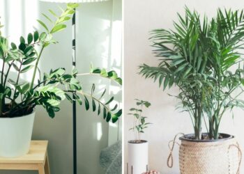 22 Amazing Indoor Plants That Release Oxygen At Night To Improve Air Quality