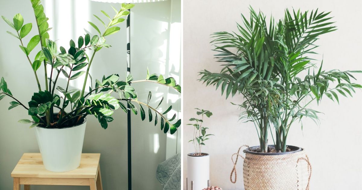 22 Amazing Indoor Plants That Release Oxygen At Night To Improve Air Quality