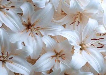 25 Pretty White Flowers You Should Grow