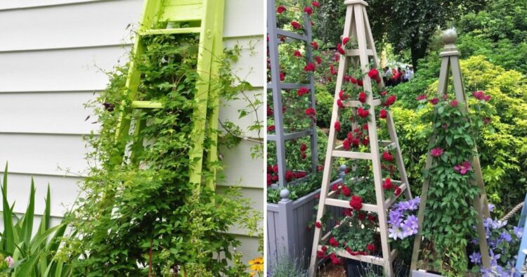30 Creative DIY Garden Trellis Ideas For Vertical Gardening