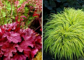 20 Best Foliage Plants That Will Add Color And Texture To Your Space