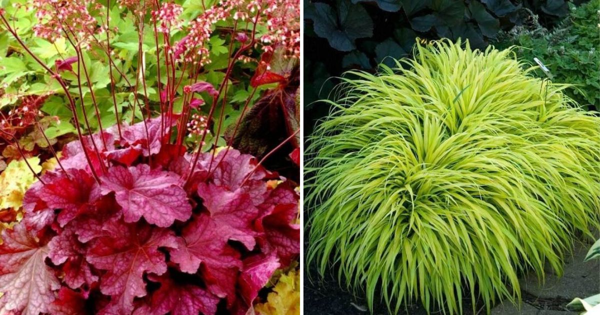 20 Best Foliage Plants That Will Add Color And Texture To Your Space