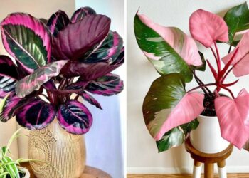 20 Pink Houseplants That Bring Joy And Style To Your Space