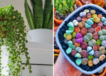 20 Tiny Houseplants That Are Cute, Colorful, And Low-Maintenance