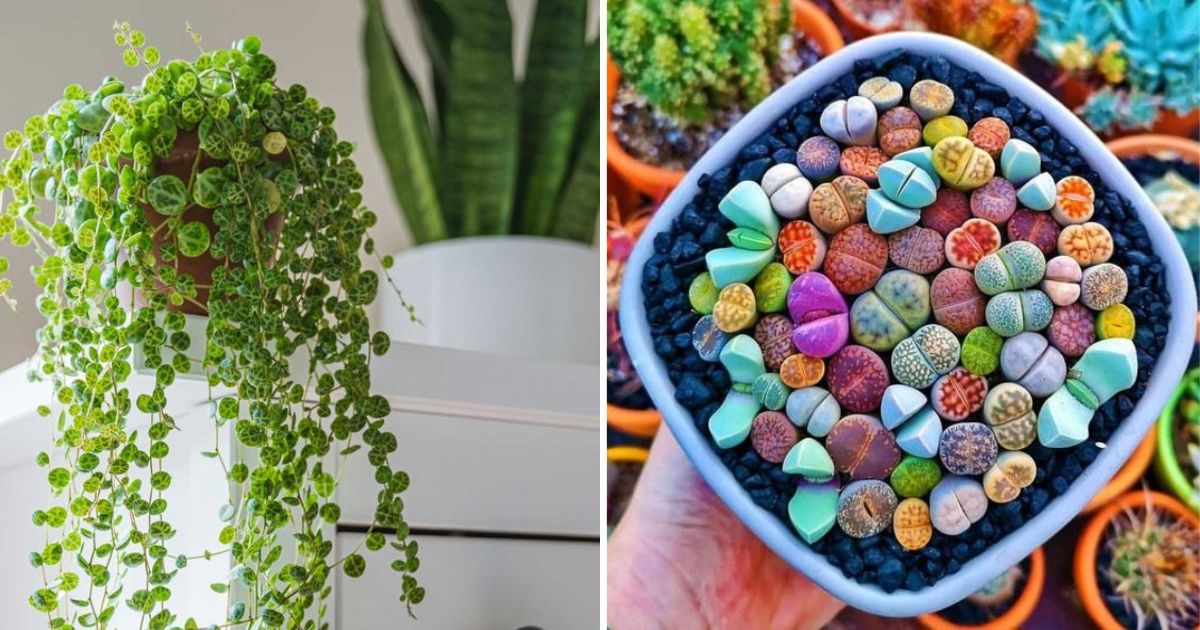 20 Tiny Houseplants That Are Cute, Colorful, And Low-Maintenance
