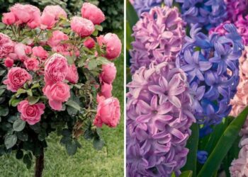 25 Most Fragrant Flowers That Will Fill Your Garden With Sweet And Pleasant Scents