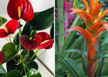 22 Tropical Plants That Will Transform Your Space Into A Paradise
