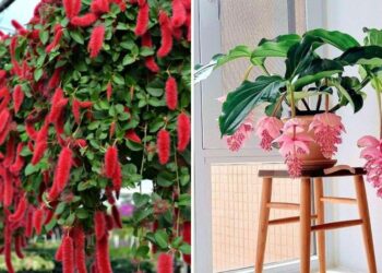 20 Tropical Flowers That Will Make You Feel Like You’re On Vacation