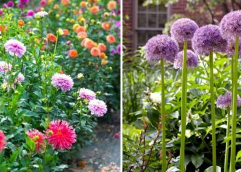 20 Cutting Garden Flowers You Can Easily Grow In Your Backyard