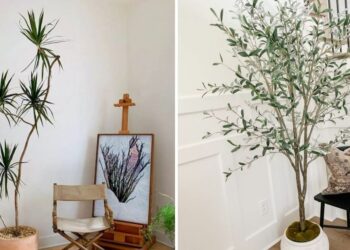 20 Tall Houseplants To Add Some Height And Drama To Your Space