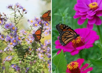 20 Plants That Attract Butterflies And Other Pollinators