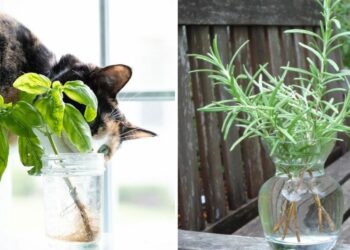 16 Herbs That Can Grow In Water And Thrive All Year Round