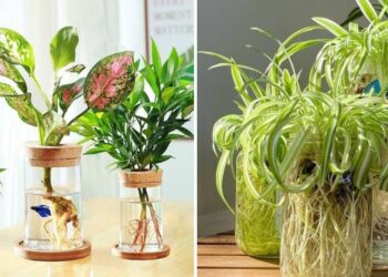 20 Beautiful And Easy Indoor Plants That Can Grow In Water
