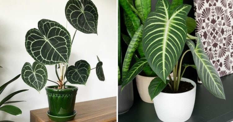 20 Aesthetic Plants To Beautify Your Home And Office