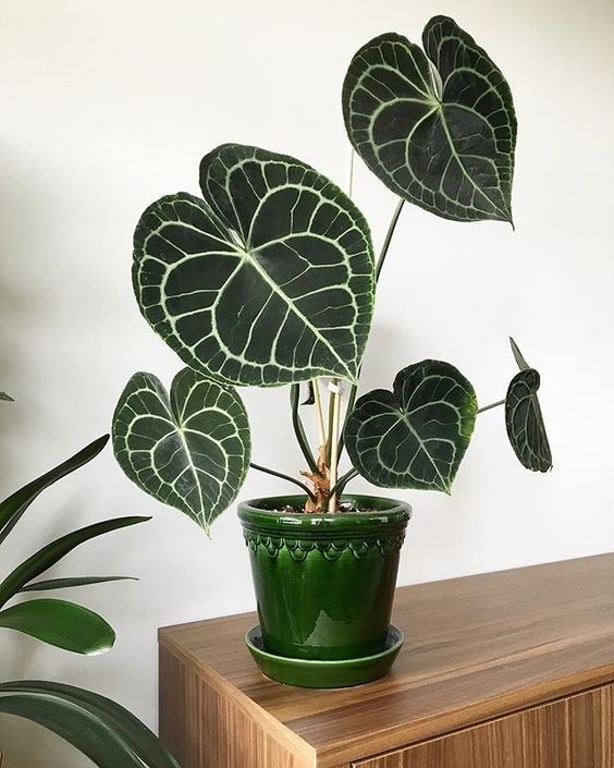 20 Plants With Heart-shaped Leaves To Spread Love In Your Home