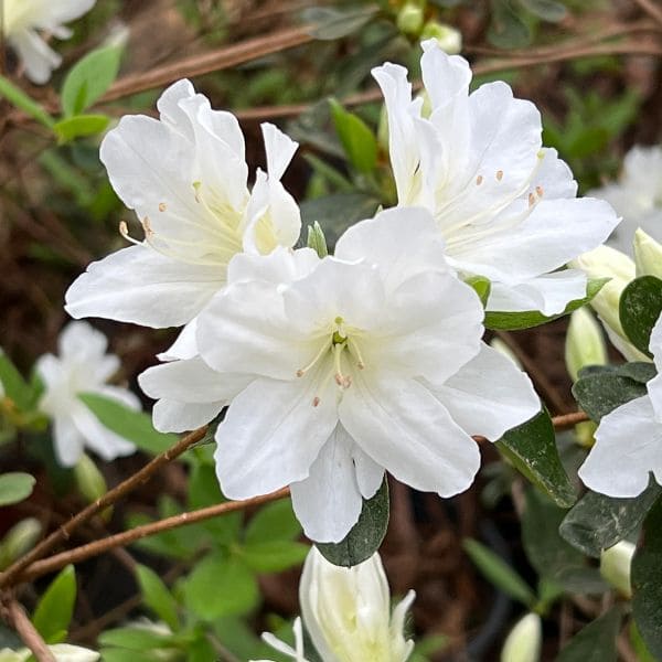 Azalea