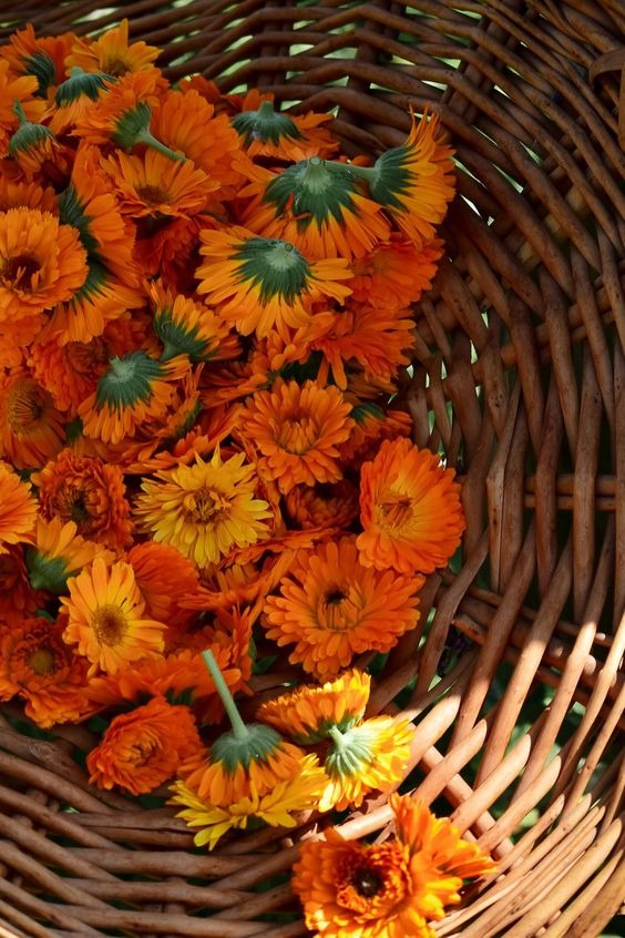 20 Cutting Garden Flowers You Can Easily Grow In Your Backyard