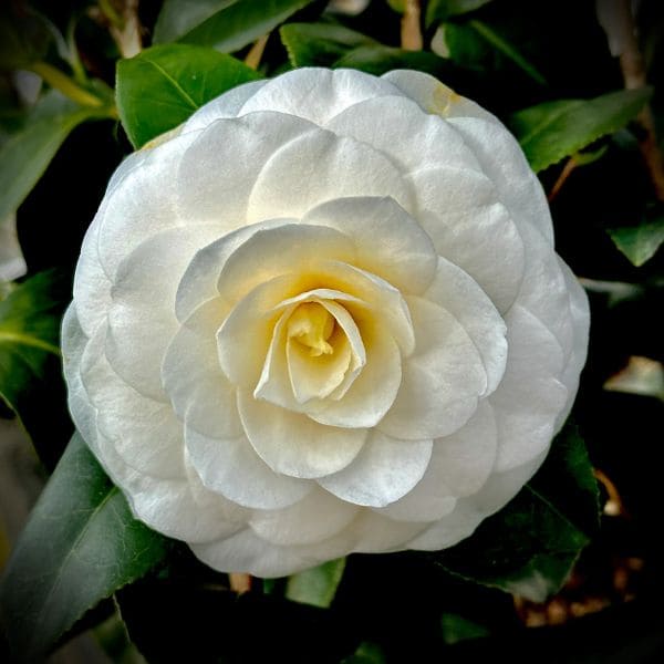 Camellia