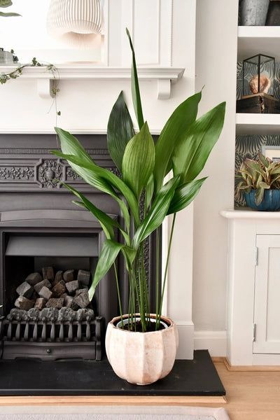 20 Kitchen Plants That Will Brighten Up Your Cooking Space