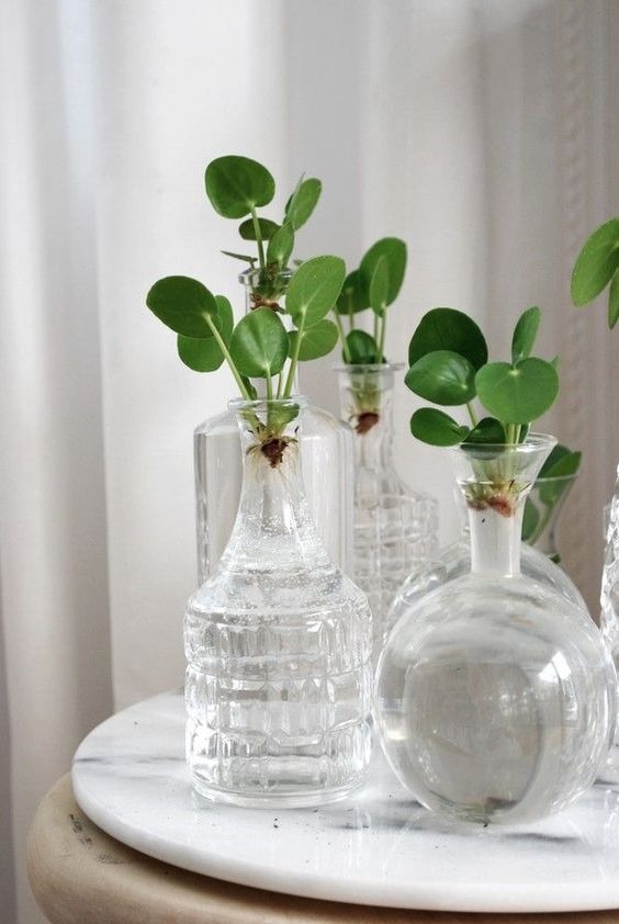 indoor plants that can grow in water