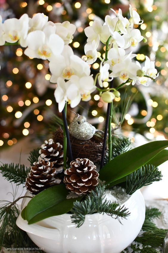 Christmas Orchid Arrangement