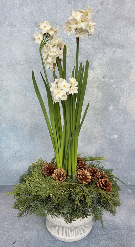 Christmas Paperwhites And Pinecones