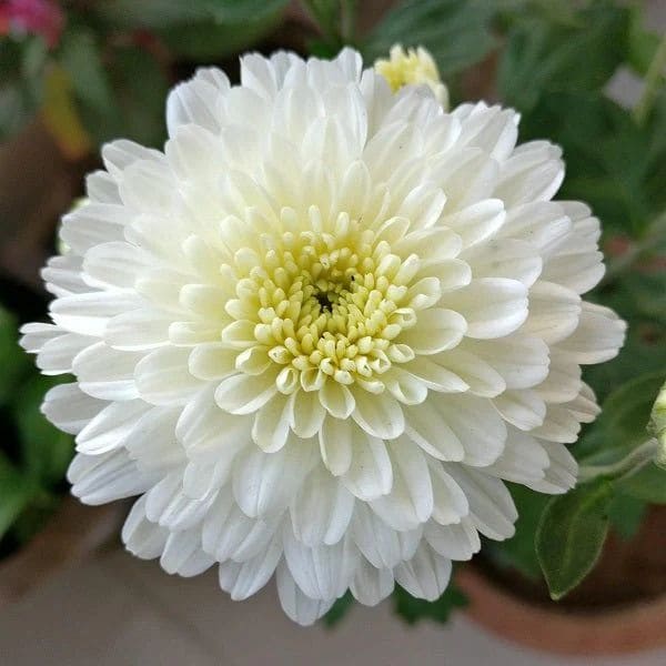 Chrysanthemum