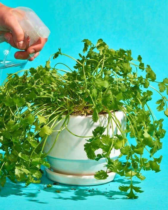 16 Herbs That Can Grow In Water And Thrive All Year Round