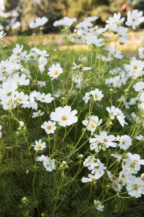 20 Plants With Beautiful White Flowers To Create An All-White Garden