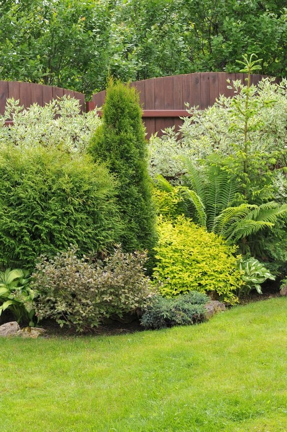 Fence Line Landscaping With Evergreen Shrubs