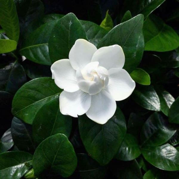 Gardenia