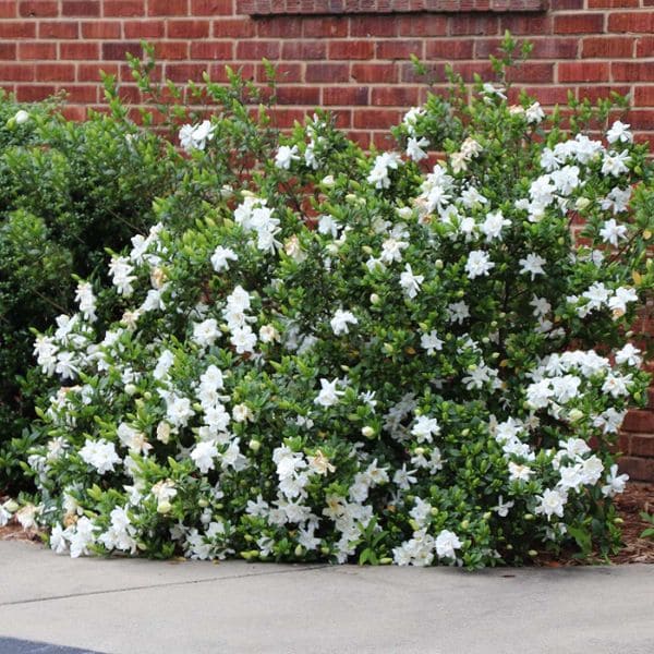 Gardenia In Ornamental Gardening