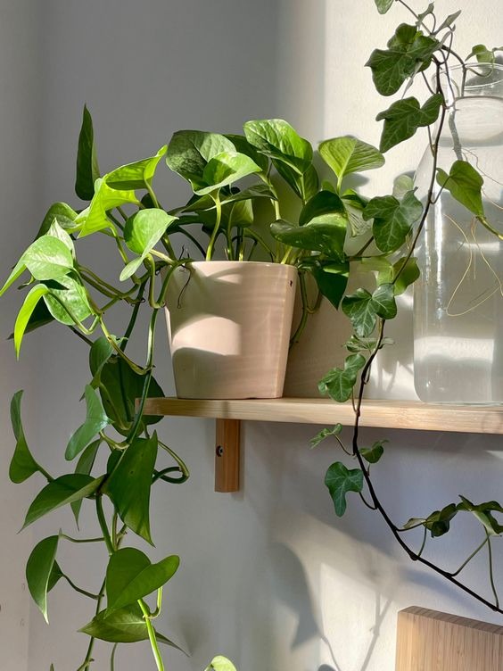 20 Hard-to-kill Houseplants That Need Zero Sunlight To Survive And Thrive