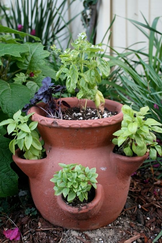 Grow Herb In Pocket Planters