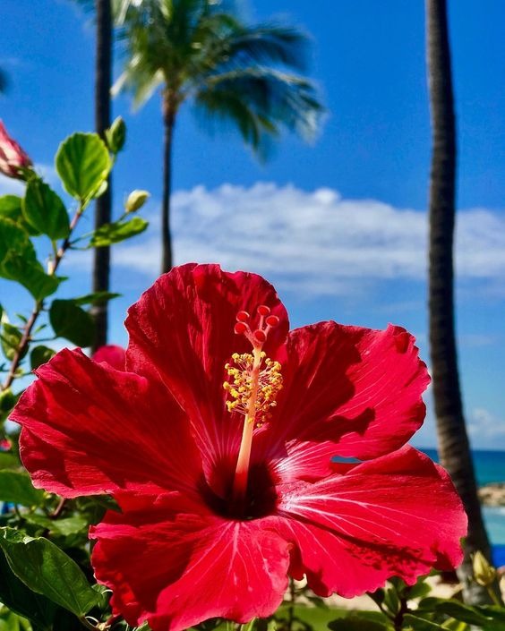 20 Tropical Flowers That Will Make You Feel Like You’re On Vacation