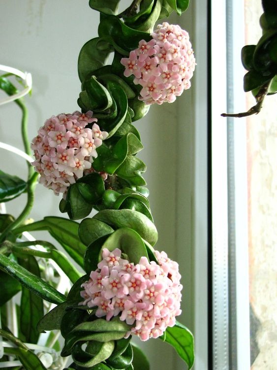 Hoya Flower