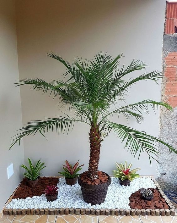 Indoor Tropical Plant Garden