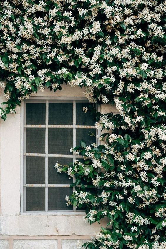 25 Most Fragrant Flowers That Will Fill Your Garden With Sweet And Pleasant Scents