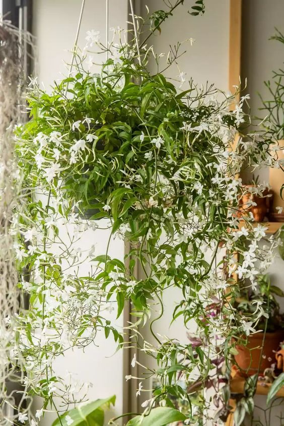 houseplants that thrive in direct sunlight