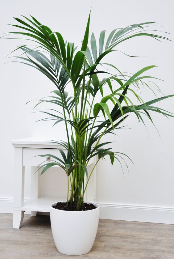 20 Tall Houseplants To Add Some Height And Drama To Your Space