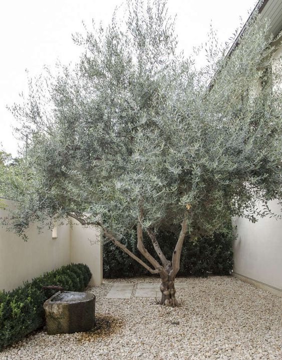 Large-scale Gravel Garden With Olive Tree