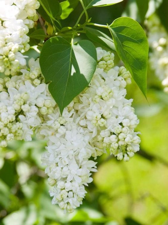 20 Plants With Beautiful White Flowers To Create An All-White Garden