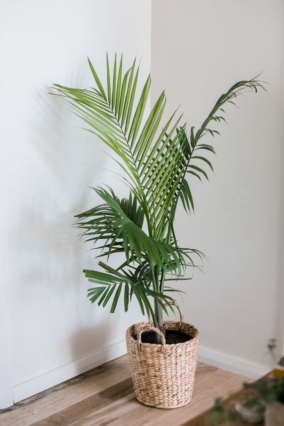 Bathroom Plants: 20 Plants That Love The Humidity Of Your Bathroom